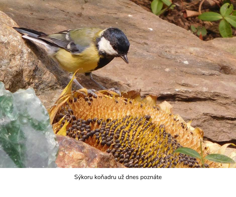 S&yacute;korka veľk&aacute; - ako vyzer&aacute; s&yacute;korka veľk&aacute;?