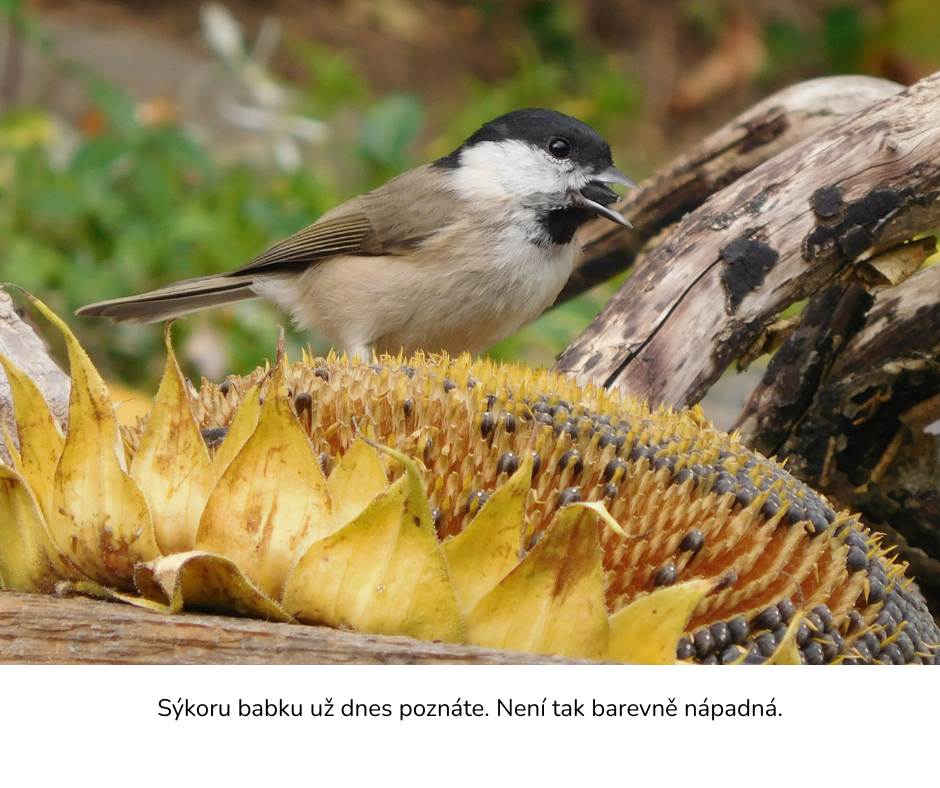 Ako spozn&aacute;m s&yacute;korku babku? - s&yacute;korka babka