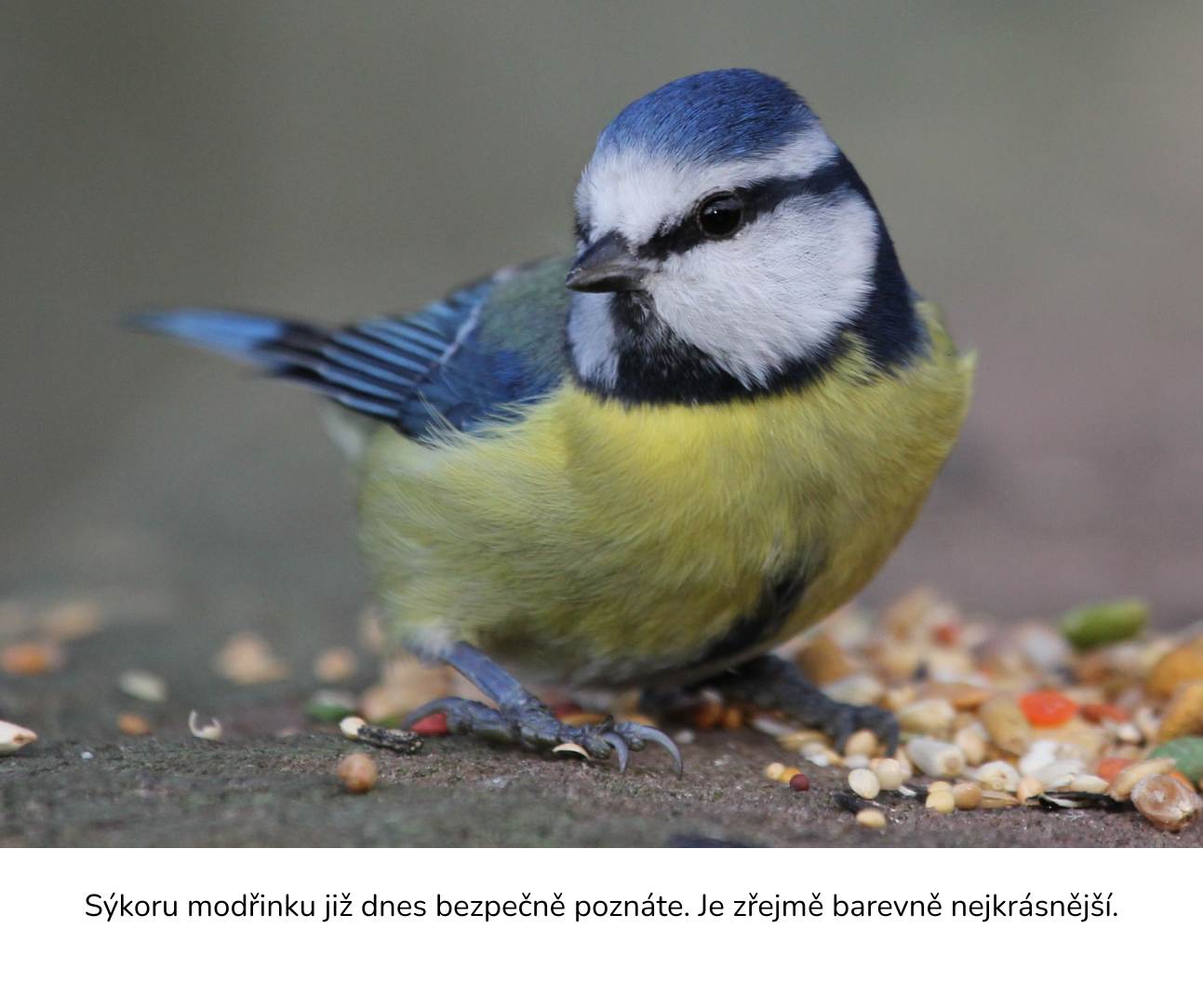 Ako vyzer&aacute; s&yacute;korka belas&aacute;?
