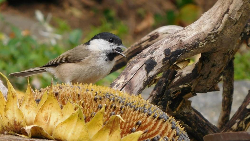 zahradn&iacute; umyvadlo na z&iacute;dce