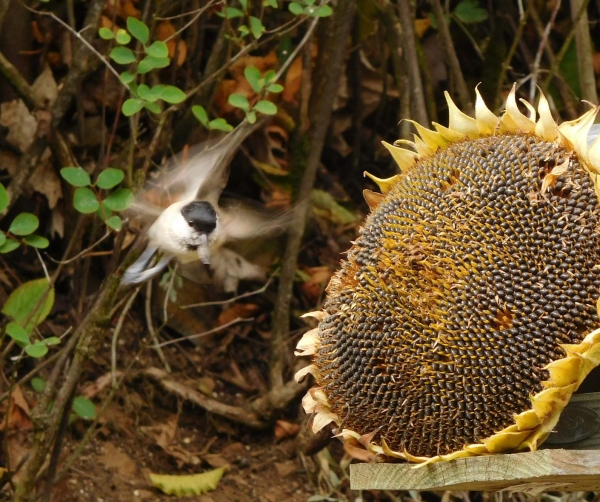 Budka pro sýkorky 32 mm