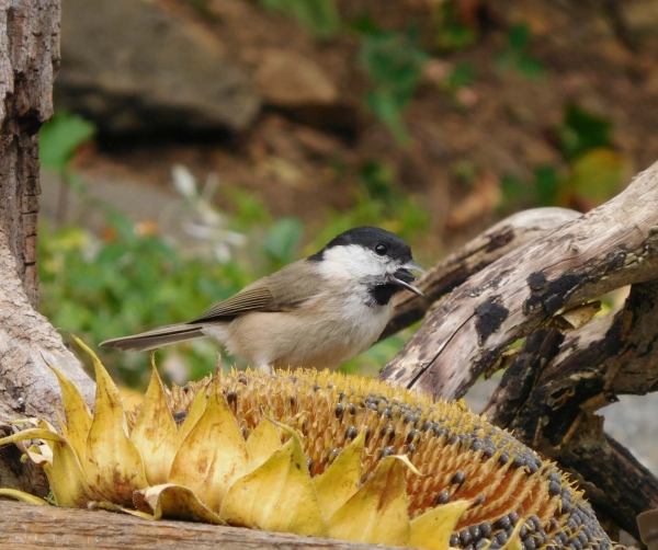 Ptačí budka pro Sýkoru modřinku