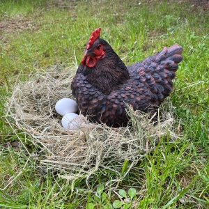 Slepice ležící 25cm